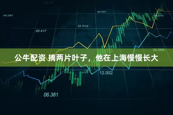 公牛配資 摘兩片葉子，他在上海慢慢長(zhǎng)大